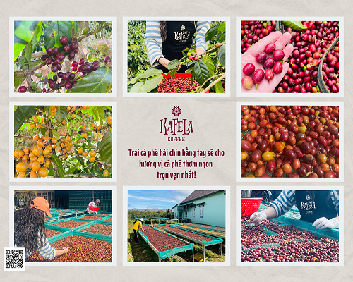 Hạt cà phê Arabica đặc sản từ Núi Min, Đà Lạt